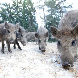 junge Wildschweine - Wildgehege Hufeisen Veldensteiner Forst bei Pegnitz in der ErlebnisRegion Fränkische Schweiz